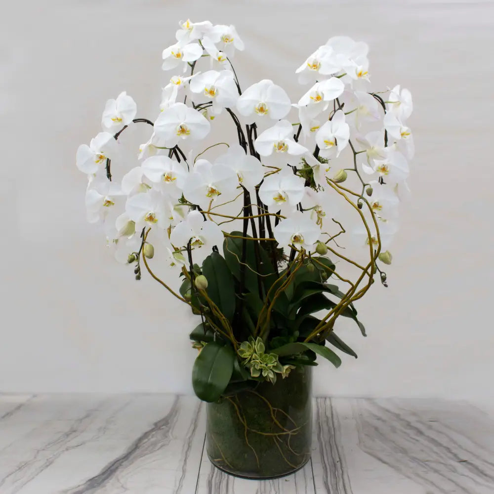 Ms. Bey - LA Orchidia