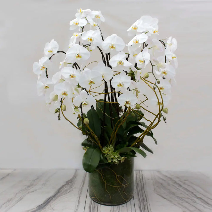 Ms. Bey - LA Orchidia