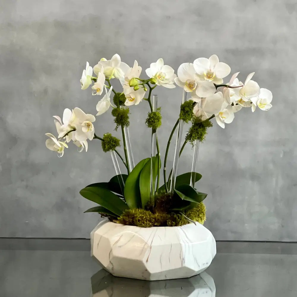 Luxury Mini Orchids - LA Orchidia | Same-Day Delivery