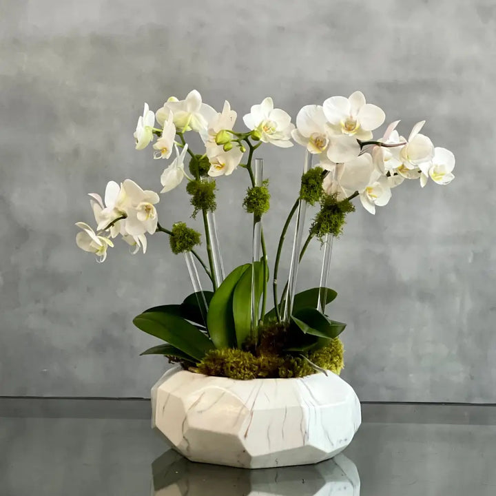 Luxury Mini Orchids - LA Orchidia | Same-Day Delivery
