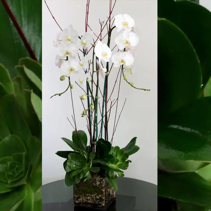 Ooh La La Orchids - LA Orchidia