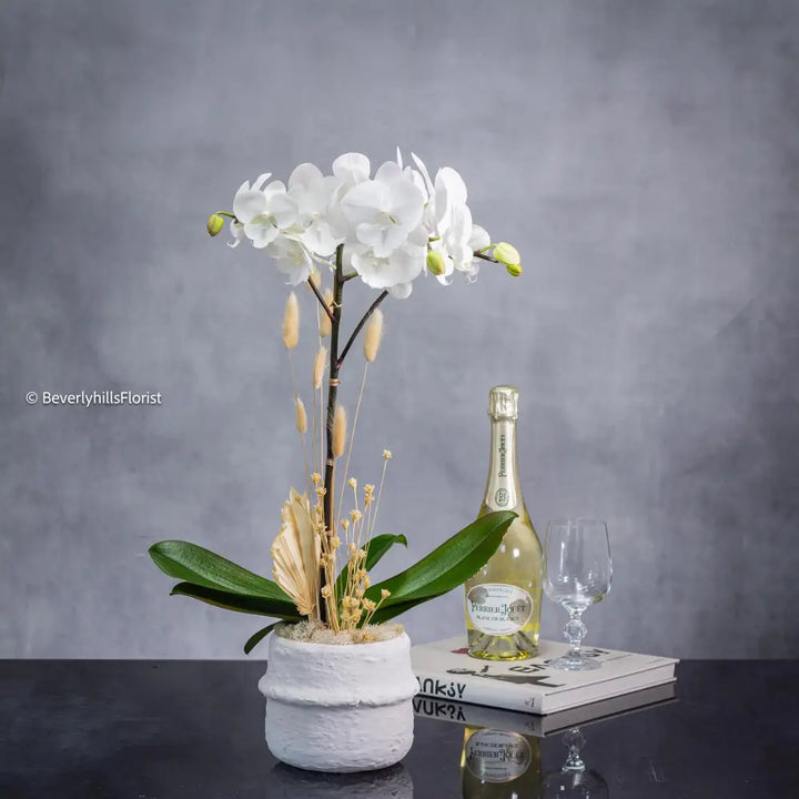 Orchid Essence - Santa Monica Florist