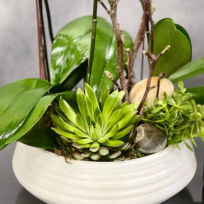 Elegant White Orchid Bowl - santamonicaflorist