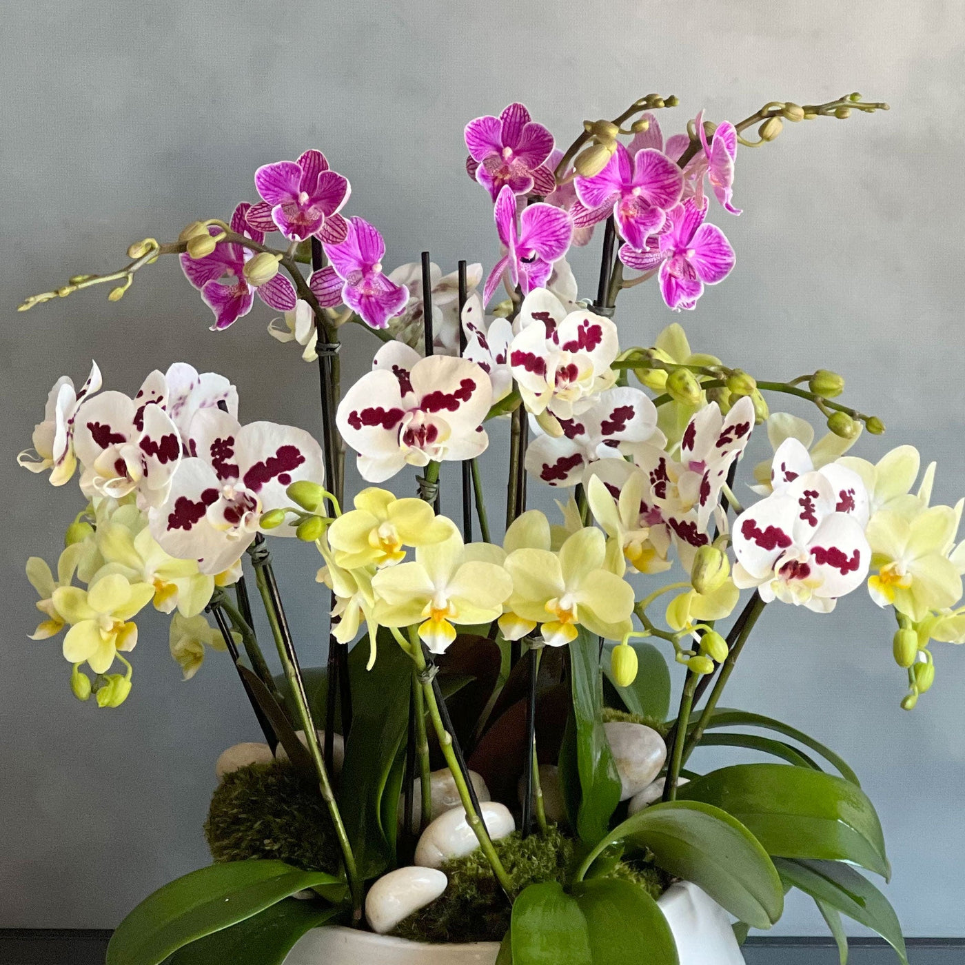 Multi Spike Colorful Orchid Plants - santamonicaflorist