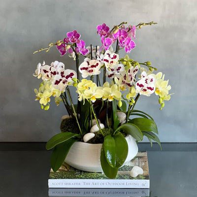 Multi Spike Colorful Orchid Plants - santamonicaflorist
