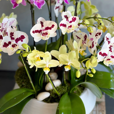 Multi Spike Colorful Orchid Plants - santamonicaflorist