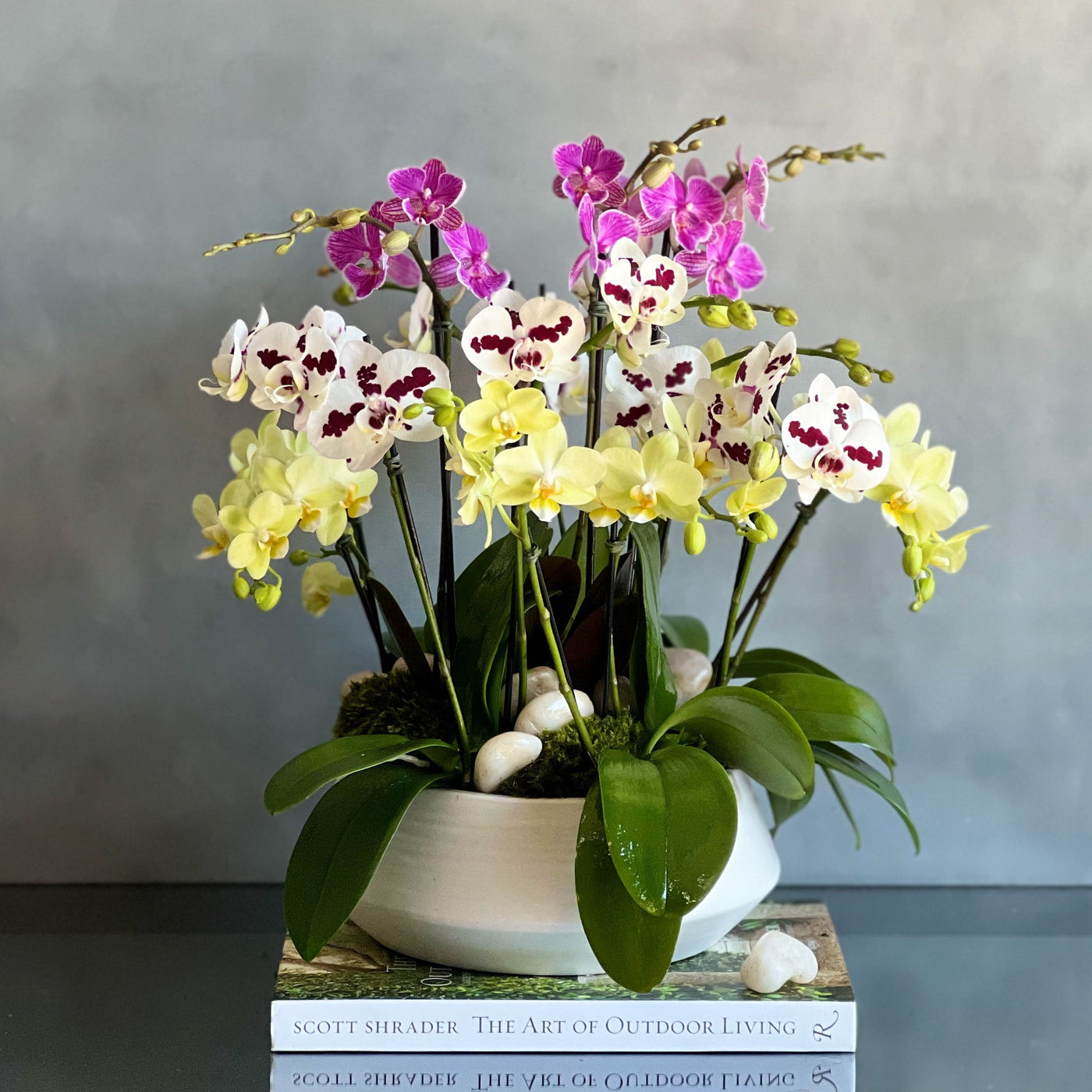 Multi Spike Colorful Orchid Plants - santamonicaflorist
