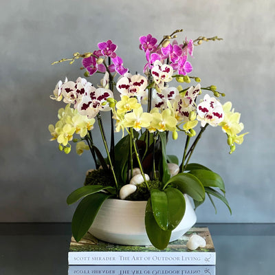 Multi Spike Colorful Orchid Plants - santamonicaflorist