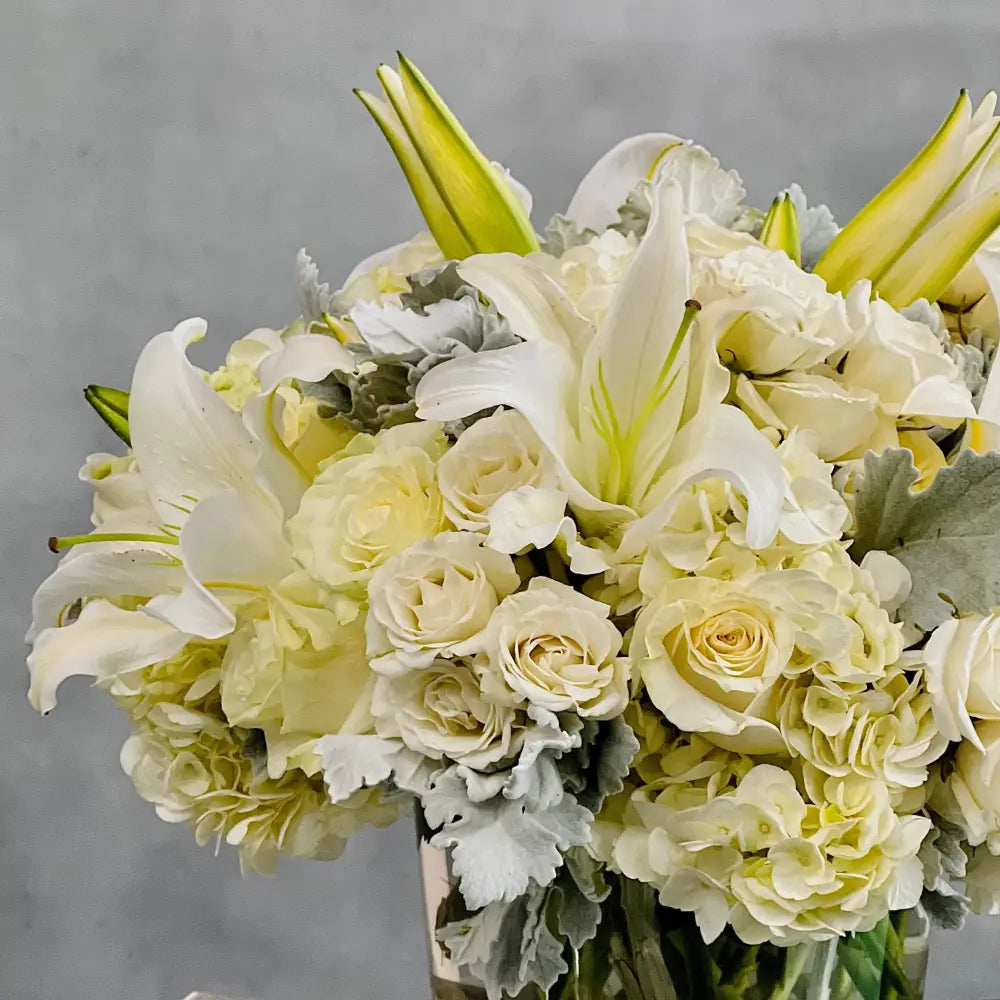 Pearly Whites - LA Orchidia