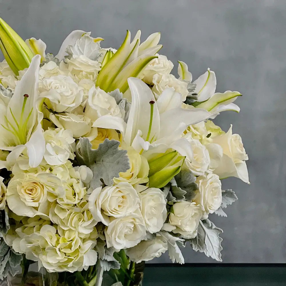 Pearly Whites - LA Orchidia