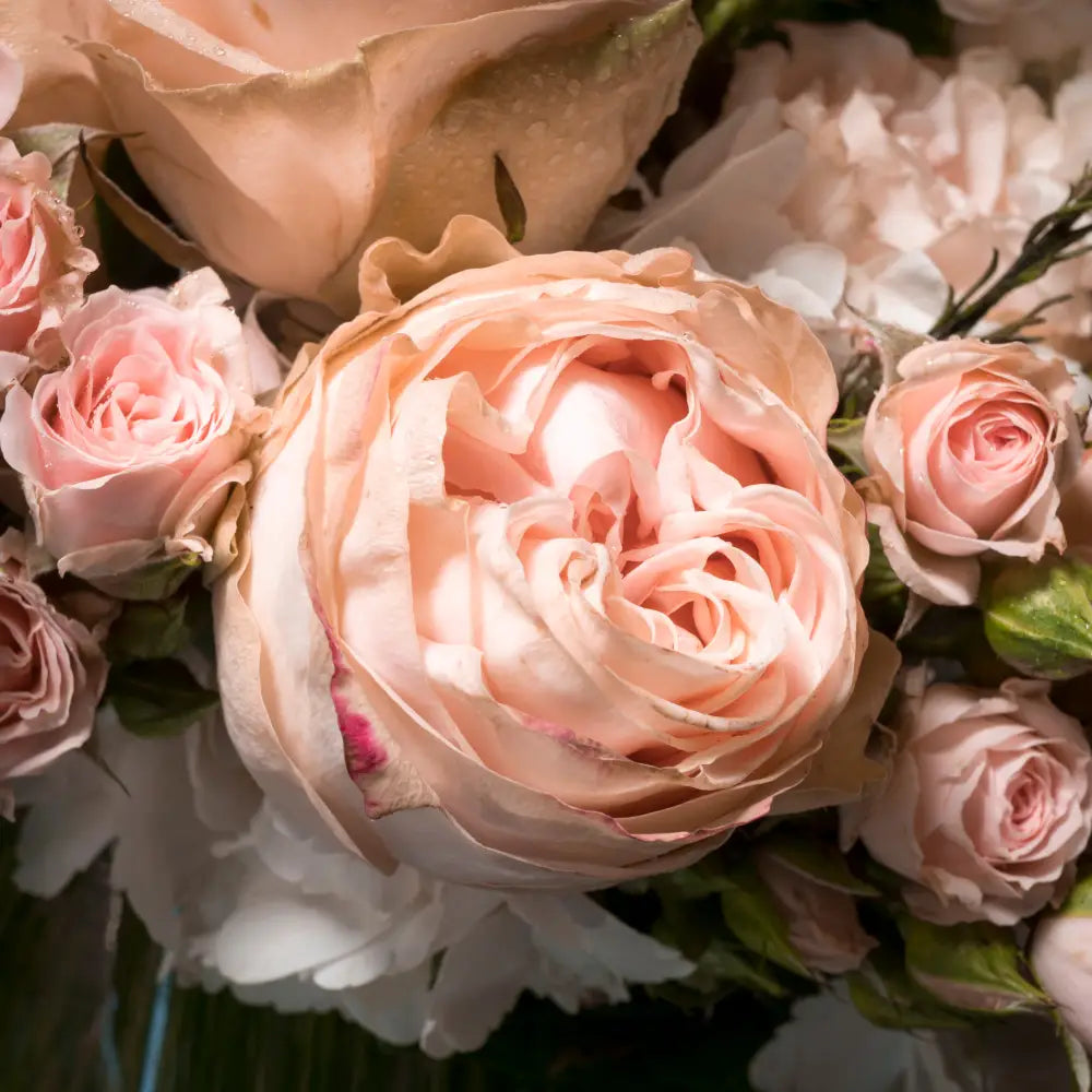 Perfect Blush Garden - LA Orchidia