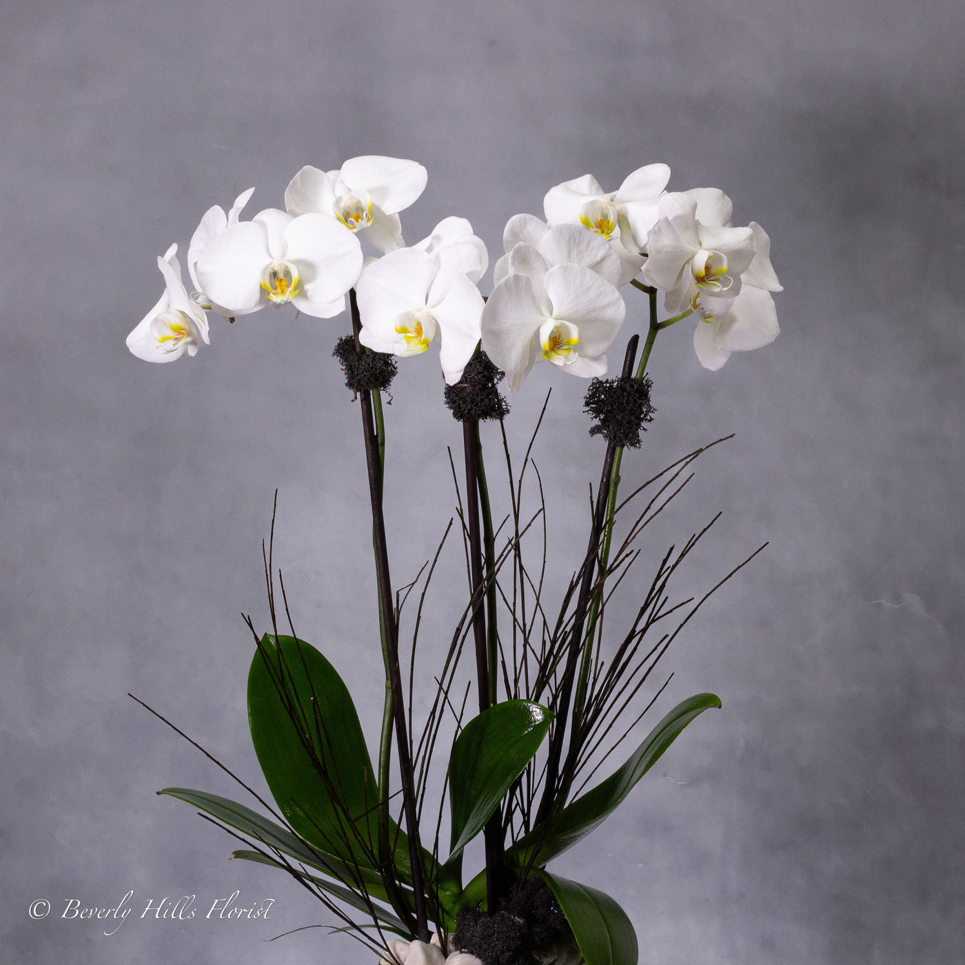 Petal Whispers - Orchid's Essence featuring a tall white orchid in a black and white ceramic vase, available for same-day delivery by Santa Monica Florist.