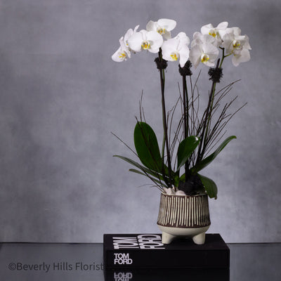 Petal Whispers - Orchid's Essence featuring a tall white orchid in a black and white ceramic vase, available for same-day delivery by Santa Monica Florist.