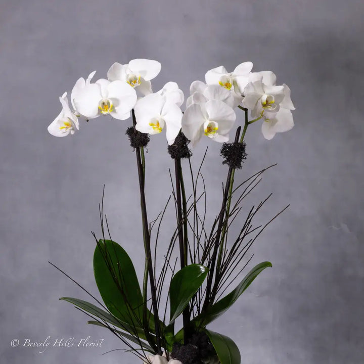 Petal Whispers - Orchid's Essence featuring a tall white orchid in a black and white ceramic vase, available for same-day delivery by LA Orchidia.