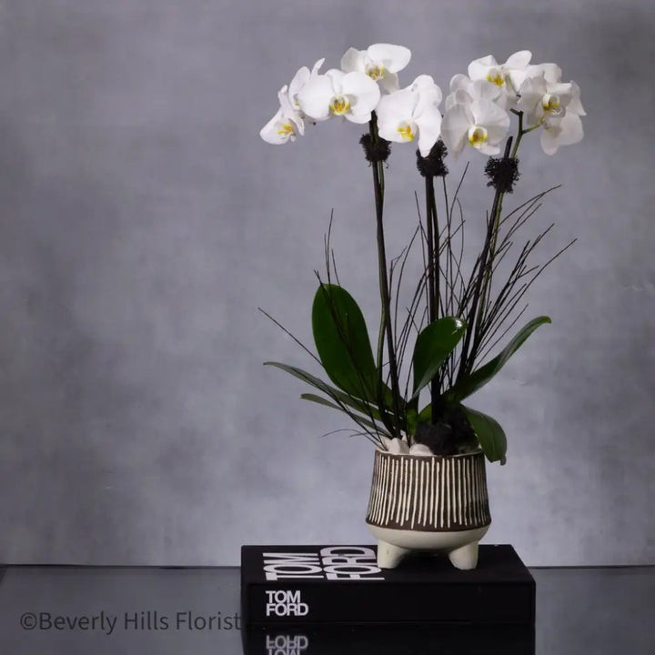 Petal Whispers - Orchid's Essence featuring a tall white orchid in a black and white ceramic vase, available for same-day delivery by LA Orchidia.