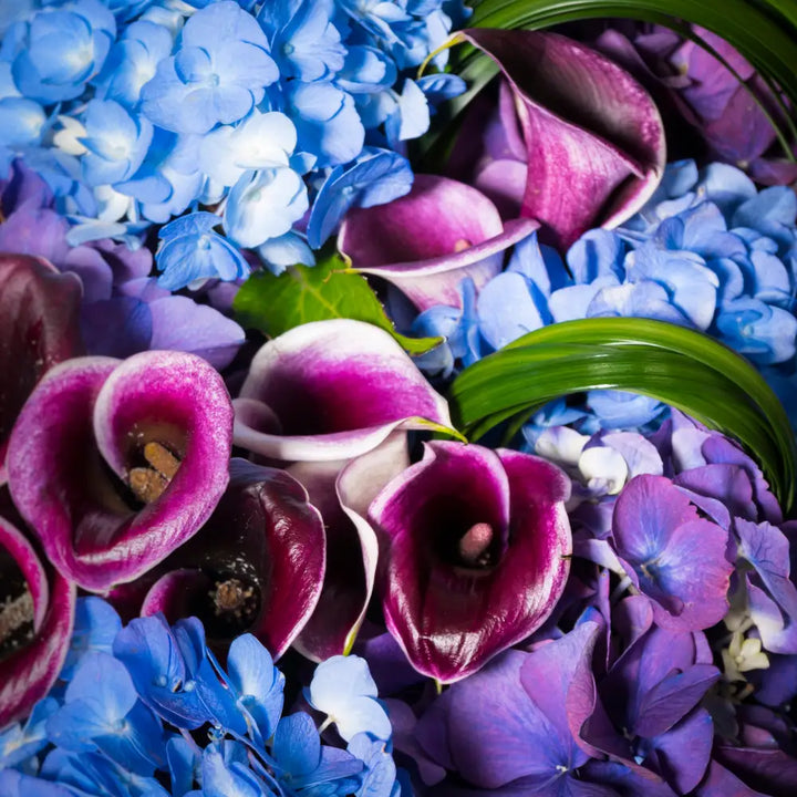 Phantom - LA Orchidia