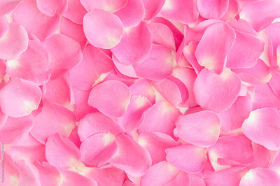 One Gallon bag of Rose Petals (Red, Pink or White) - santamonicaflorist