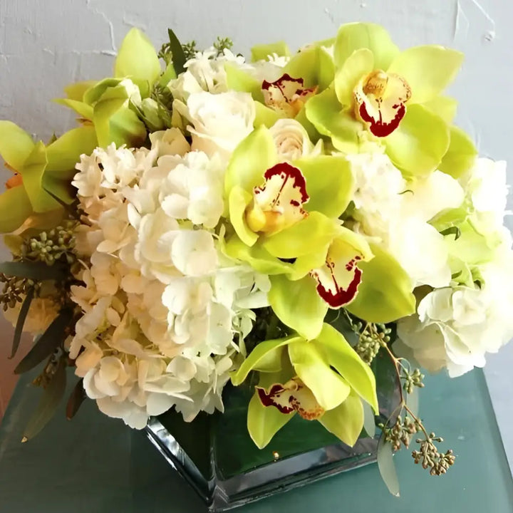 Pistachio Perfection - LA Orchidia