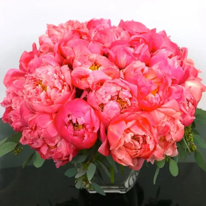 Precious Coral - LA Orchidia