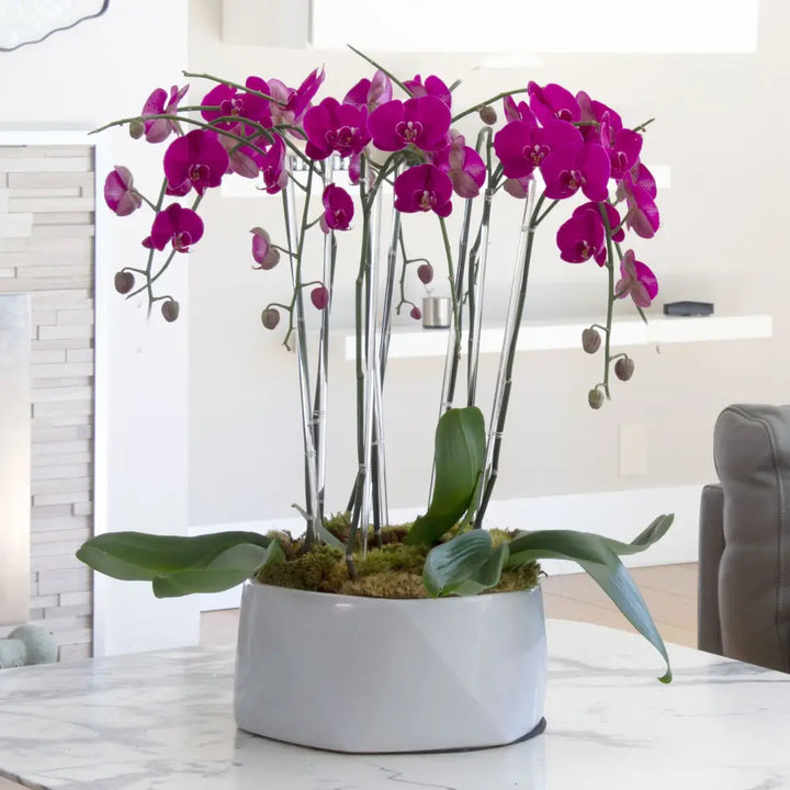 Purple Rainfall Orchids - LA Orchidia