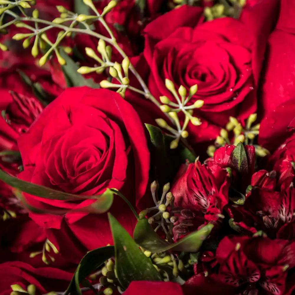 Rapture of Roses - LA Orchidia