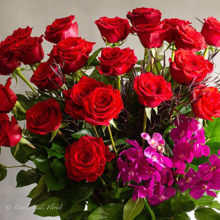 Red Velvet - LA Orchidia