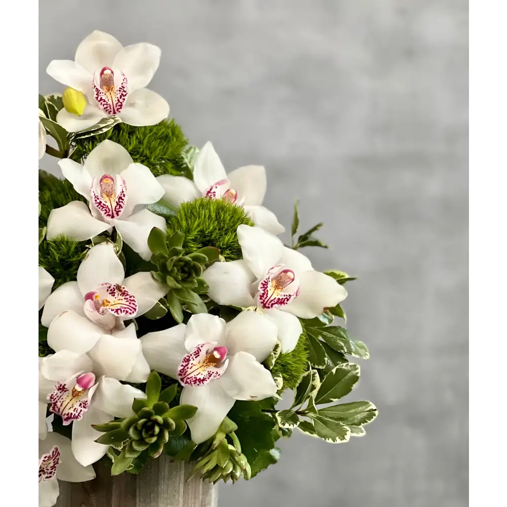 Succulent Sensations - LA Orchidia