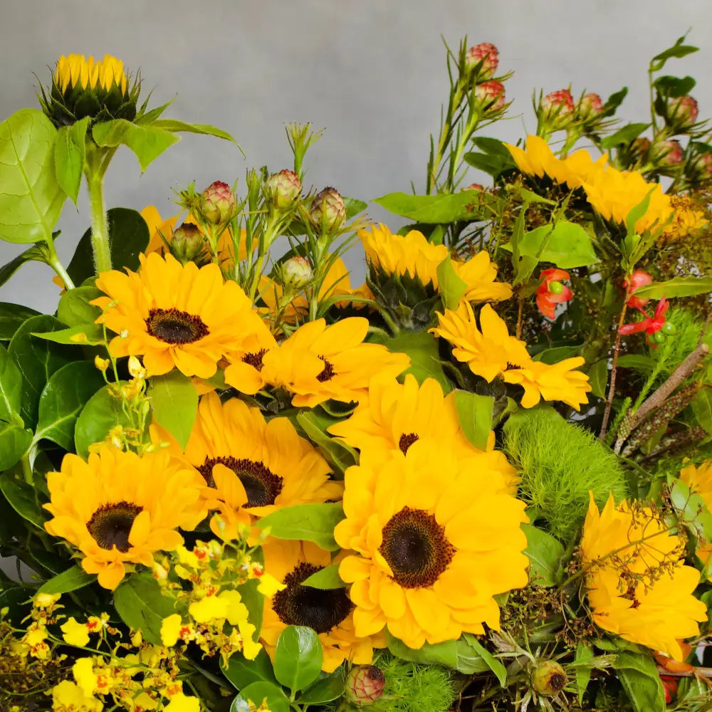 Sunny Sideup - LA Orchidia