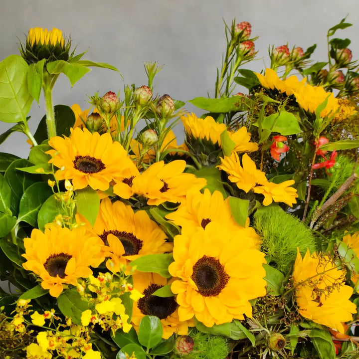 Sunny Sideup - LA Orchidia