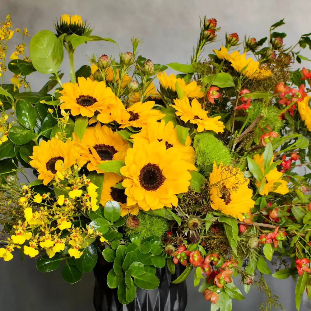Sunny Sideup - LA Orchidia