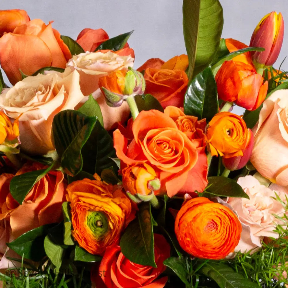 Tangerine Tango - LA Orchidia