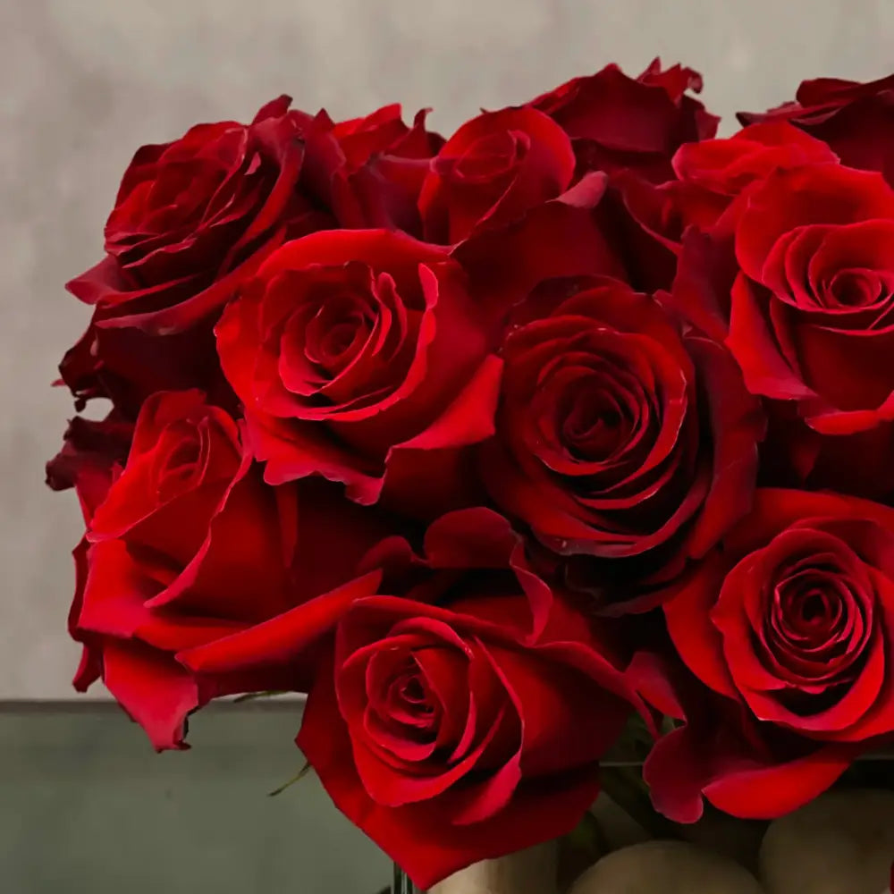 Tom's Roses - LA Orchidia