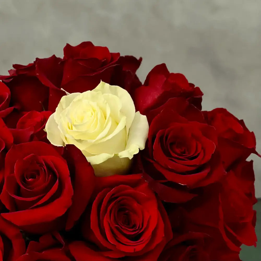 Tom's Roses - LA Orchidia