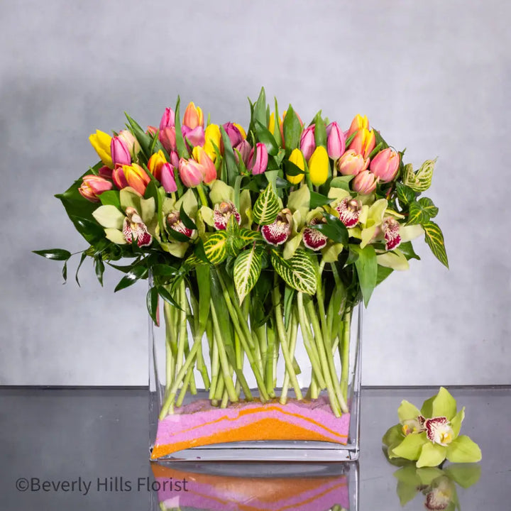 100 Colors of  Tulip Joy - LA Orchidia