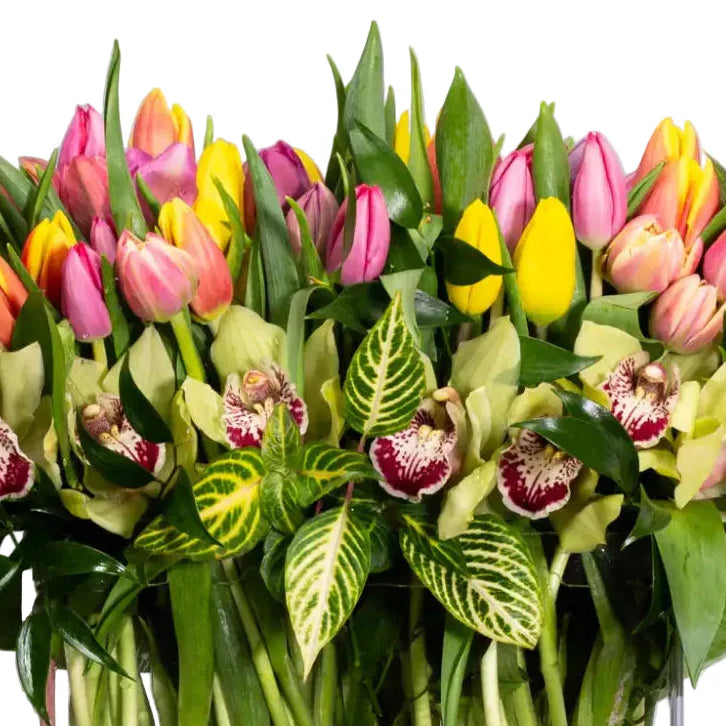 100 Colors of  Tulip Joy - LA Orchidia