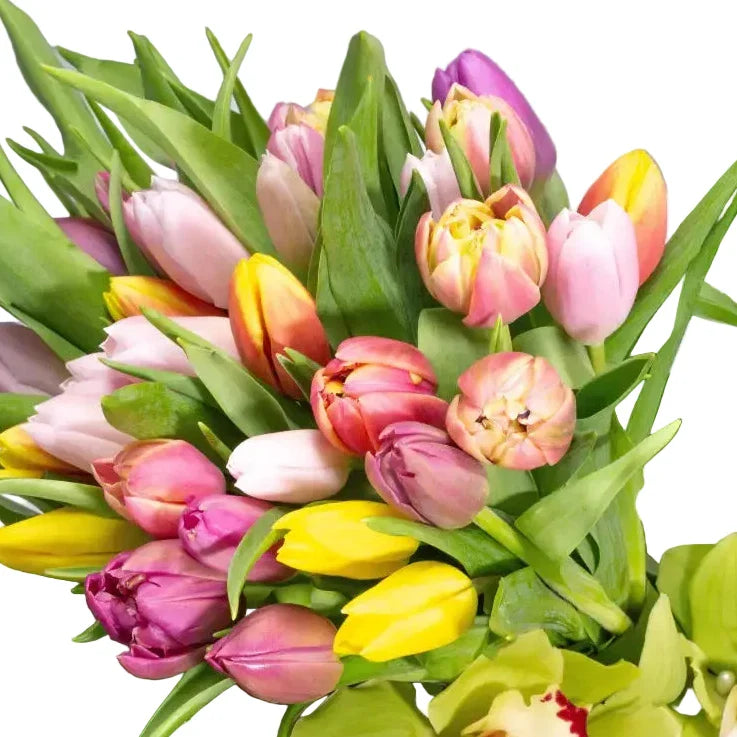Tulips in Spring - LA Orchidia