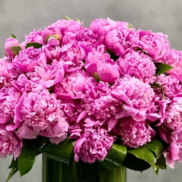 Valentines - Hot to Trot - LA Orchidia