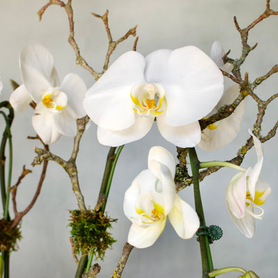 White Orchids on pedestal - santamonicaflorist