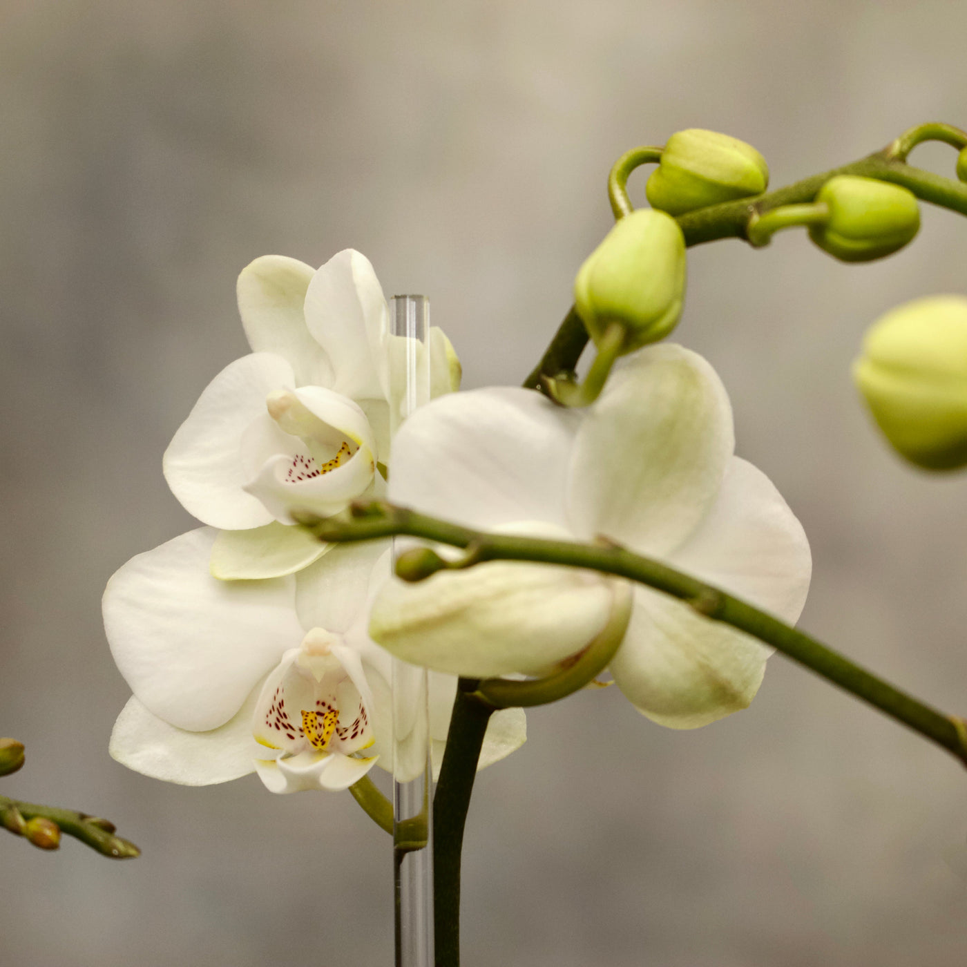 Double Mini White orchid Box - santamonicaflorist