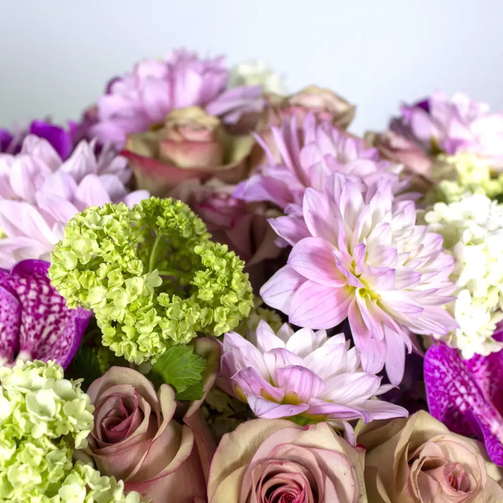 Wonderstruck - LA Orchidia